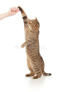 站立的猫用手吃食物