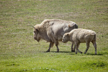 美洲白野牛和在田里吃草的婴儿