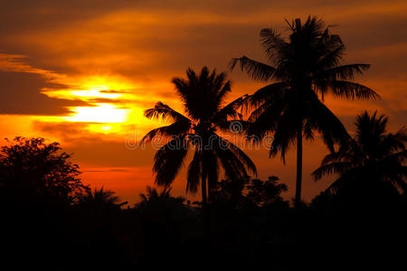 日落椰树