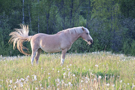 马在草地上吃草