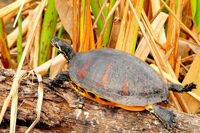 佛罗里达红腹龟