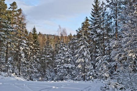 挪威森林。二