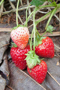 新鲜有机草莓