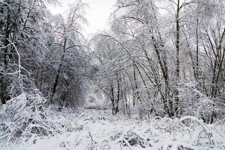 冬季雪树景观图片