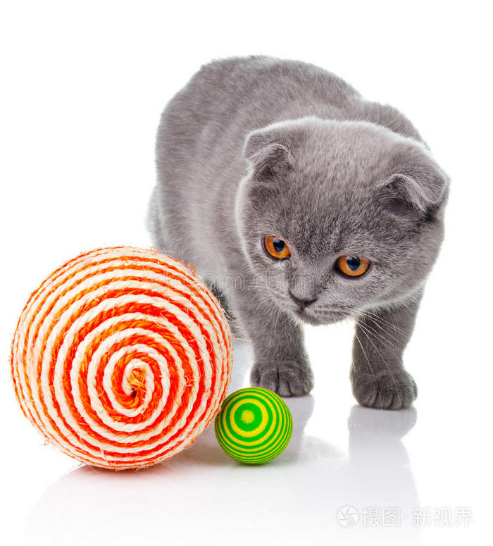 小猫在玩白色的球