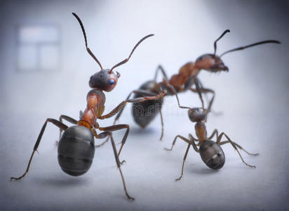 蚂蚁的家庭图片