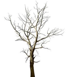 一棵枯死的白栎树