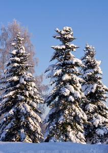 白雪覆盖的云杉树