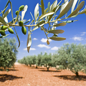 橄榄枝.橄榄树.照片