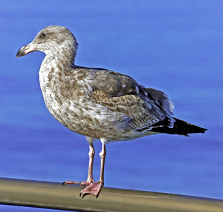 码头栏杆上的海鸥