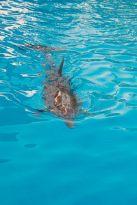 在蓝色水中游泳的海豚