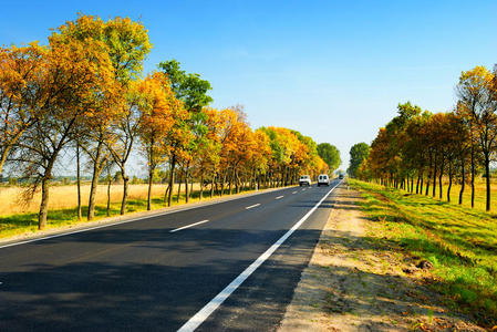 秋树间公路上的汽车