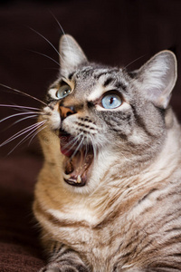 小猫的咆哮图片