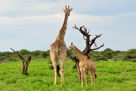 小长颈鹿和妈妈照片