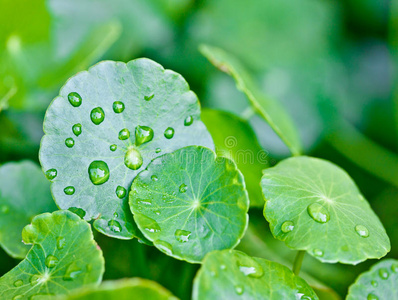 雨滴落在水草叶子上