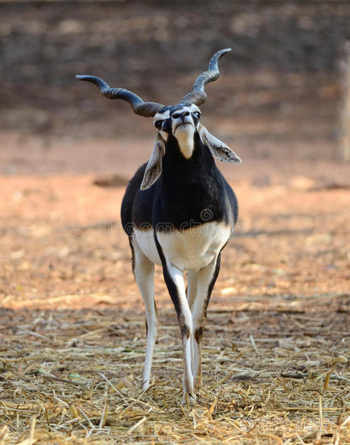 印度黑羚羊