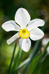 水仙花