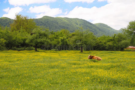 春天田野上的棕色瑞士母牛
