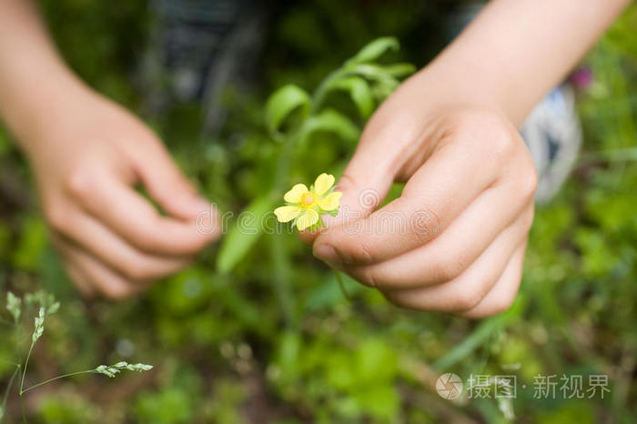 美丽的花朵手持蒲公英黄花查看作者其他作品查看更多>手握小扭伤城