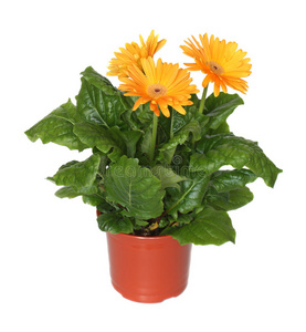 三朵花的菊苣图片