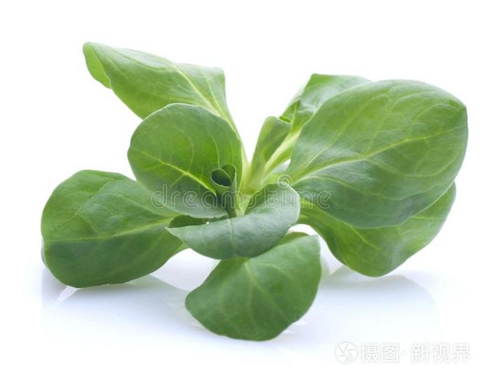 做沙拉青菜用的匙形菜叶