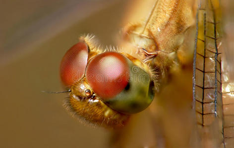 蜻蜓眼