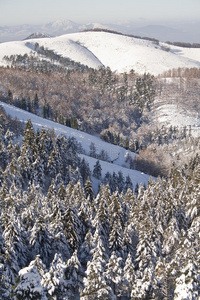 山上的雪