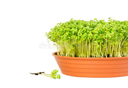 盆栽豆瓣菜图片