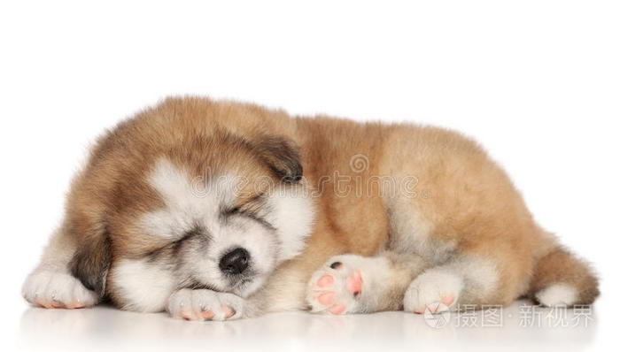 秋田犬幼犬睡眠照片 正版商用图片0la8bq 摄图新视界 秋田犬幼犬睡眠照片 正版商用图片0la8bq 摄图新视界