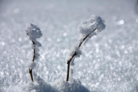 雪地里的两根树枝