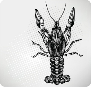 绘画虾小龙虾手绘.矢量图解.照片
