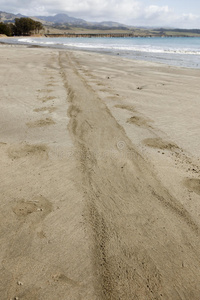 海象在海边沙滩上的踪迹图片