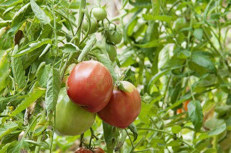 长在树枝上的西红柿照片