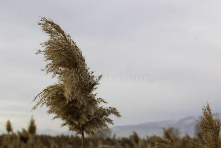 普通芦苇Phragmite