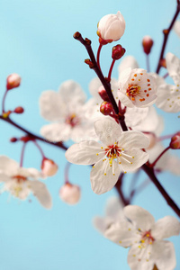 樱花樱花，蓝色