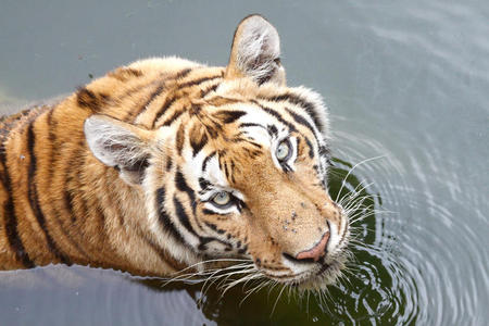 水中的老虎