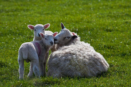 双羔羊和母亲