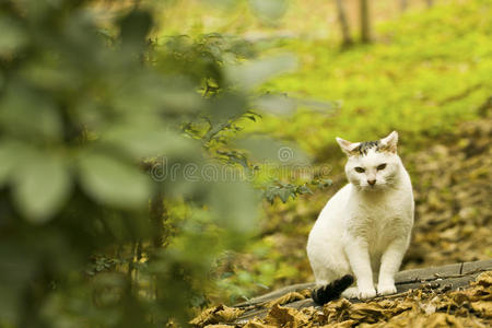 一只猫躲在森林里