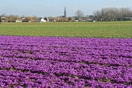 荷兰紫色花朵的田野