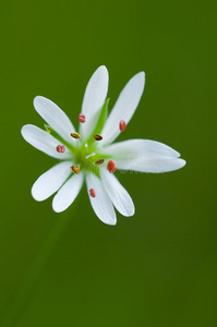 小白花