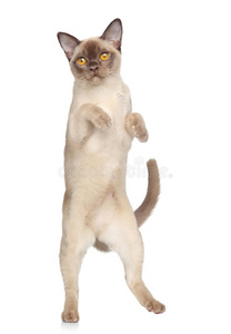 猫在白底上跳舞照片
