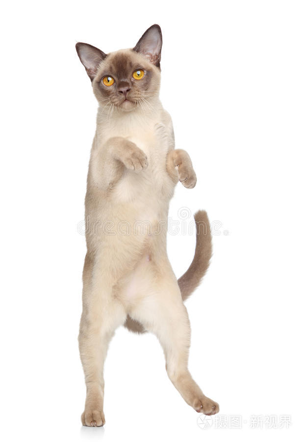 猫在白底上跳舞