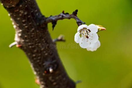 春花苹果树