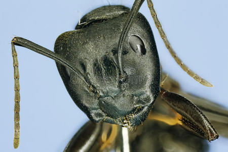 木匠蚂蚁的极端宏观.照片