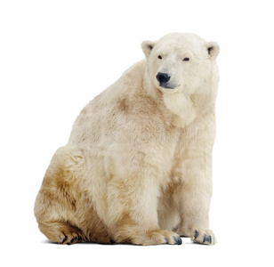 北极熊。白色隔离