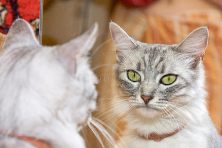 猫照镜子图片