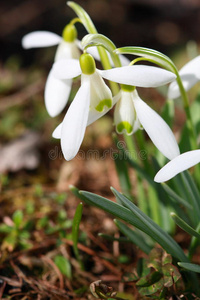 雪莲花