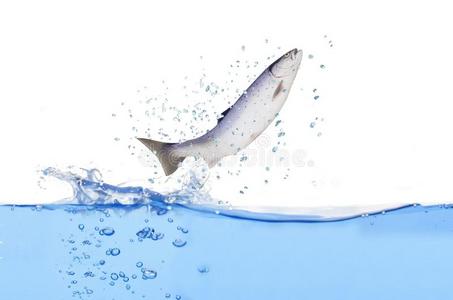 鱼跳图片