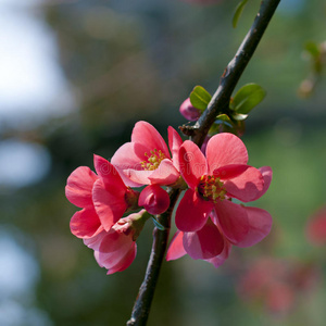 桃花