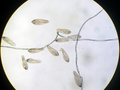 原作草履虫照片